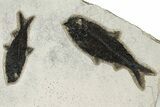 Multiple Fossil Fish (Knightia) Plate - Wyoming #233861-1